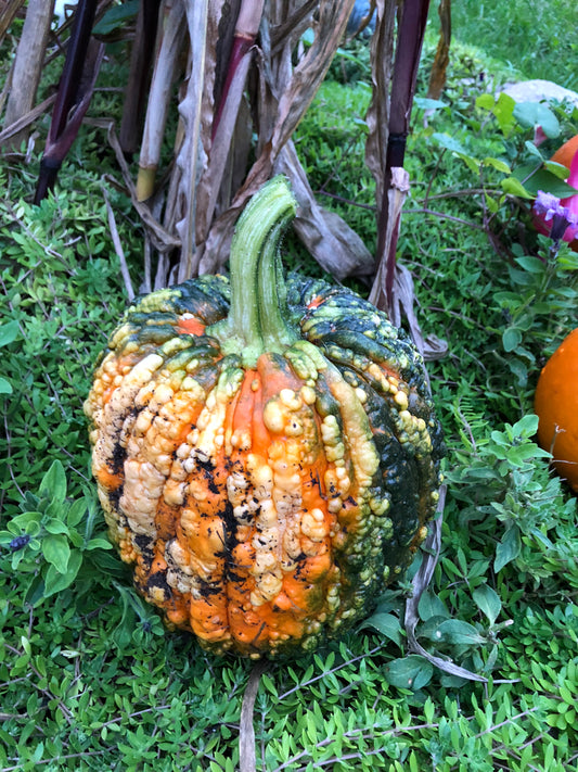 Autumn Garden Views