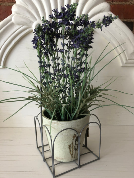 Potted Lavender